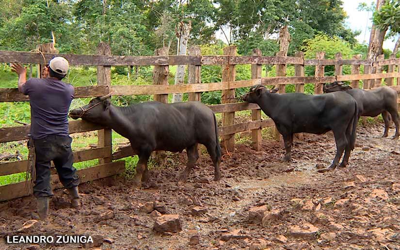 BUFALO